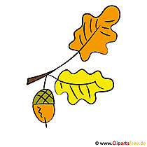 Eichel Clipart - Herbst Bilder gratis