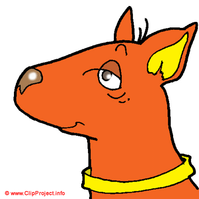 Collie dog Collie dog
