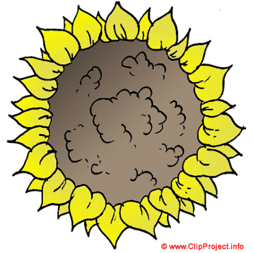 Sunflower clip art - Plant images free Sunflower clip art - Plant images free